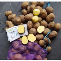 Продам картоплю від виробника власного виробництва
