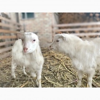 Продам породистих козенят породи ламанча для племінної роботи