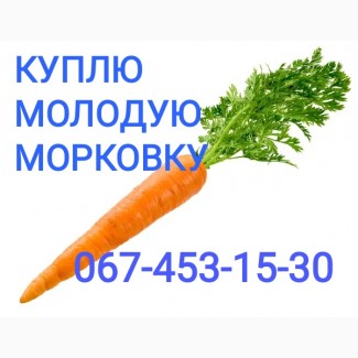 Куплю морковку оптом