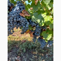 Продам винный виноград европейских сортов