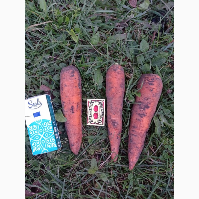 Фото 4. Продам товарну моркву, соковита та солодка