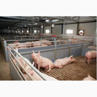 Продам свині Товарні живою вагою 100 - 120 кг