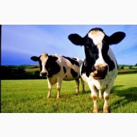 Заготівля корів биків телиць