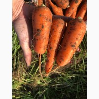 Продам оптом моркву товарну, Полтавська та Вінницька області