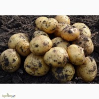 Продам картофель ранних сортов Херсонская область