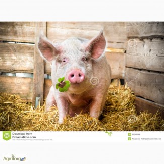 Корм для свиней от производителя