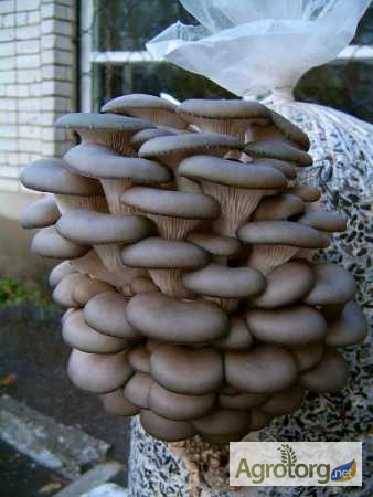 Мицелия грибов