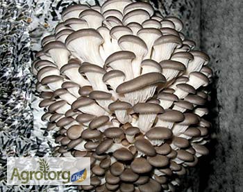Фото 2. Мицелия грибов