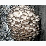 Мицелия грибов