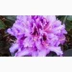 Продам Рододендрон Rhododendron