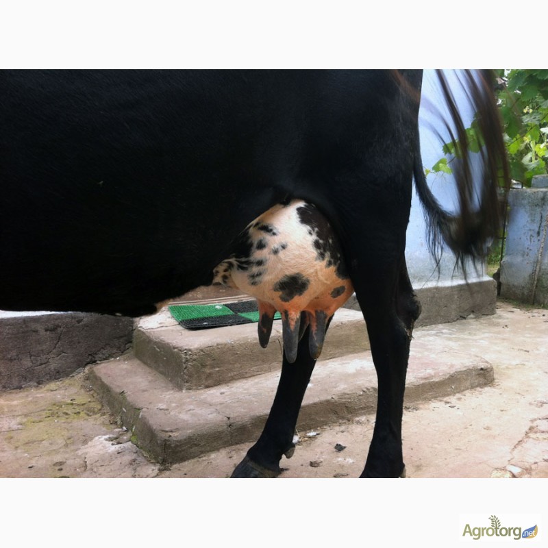 Фото 3. Продаётся корова в г. Новая Одесса