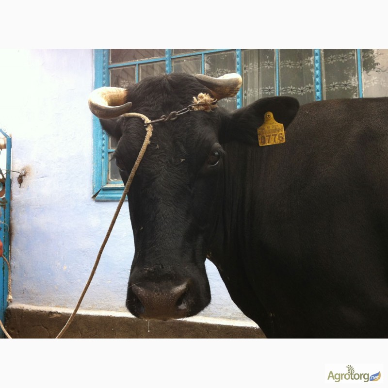 Фото 4. Продаётся корова в г. Новая Одесса