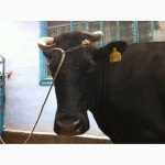 Продаётся корова в г. Новая Одесса