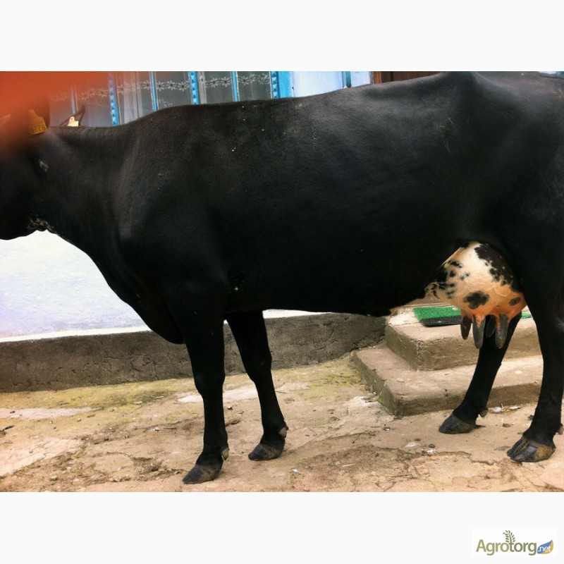 Фото 5. Продаётся корова в г. Новая Одесса