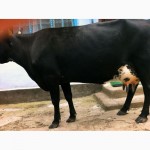 Продаётся корова в г. Новая Одесса