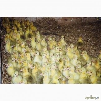 Гусята суточные, Гусиные яйца (инкубационные)