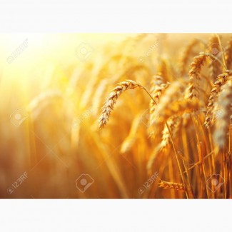 Закуповуємо у сільгоспвиробників зерновідходи пшениці по Миколаївській області