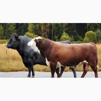 Покупаю быки 400-450-500 кг