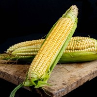 Продам насіння кукурудзи Подільський 274 СВ, ФАО 270
