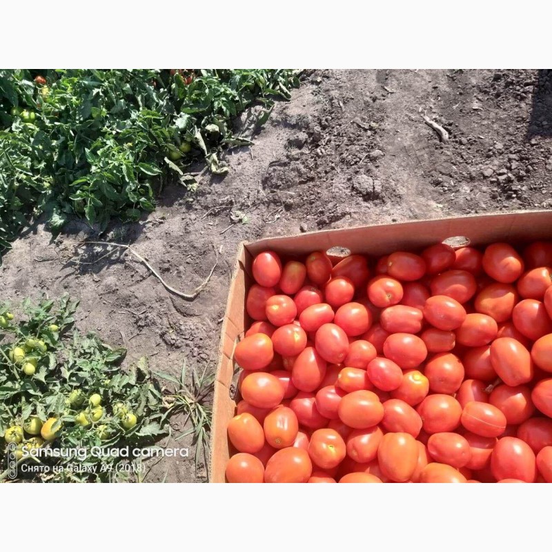 Фото 2. Продам помидор, сорта сливка и кругляк, обьёмами, фермер.Самовывоз 5, 50 с доставкой 6, 50
