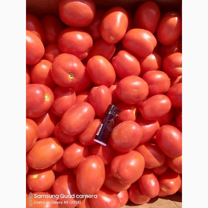 Фото 3. Продам помидор, сорта сливка и кругляк, обьёмами, фермер.Самовывоз 5, 50 с доставкой 6, 50