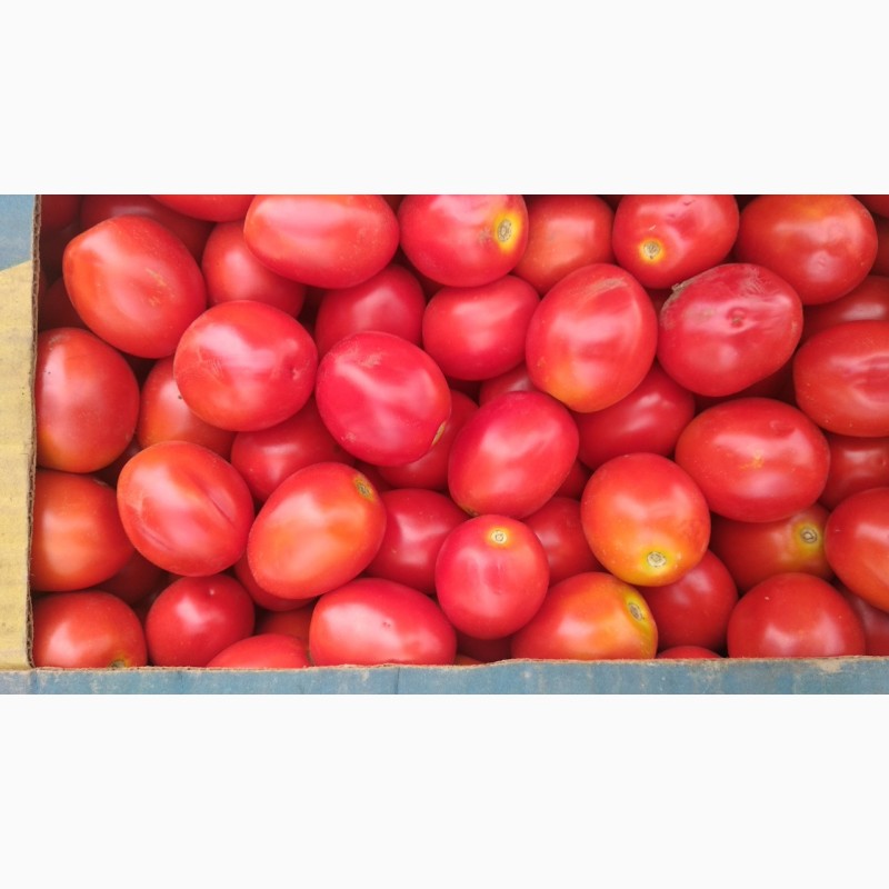 Фото 4. Продам помидор, сорта сливка и кругляк, обьёмами, фермер.Самовывоз 5, 50 с доставкой 6, 50