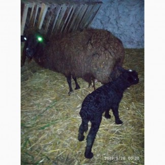 Продам вівці Меринос на м#039;ясо