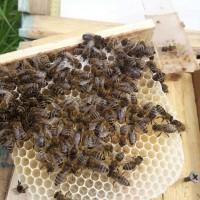 В продажі плідні 2024 високопродуктивні матки, бджолині матки КАРПАТКА /є торг/