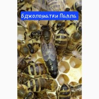 Бджолинні матки Карпатської породи/Матки 2024 року