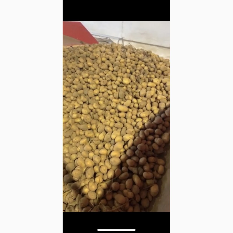 Фото 2. Продам товарну та насіннєву картоплю сорту: Гранада, Пікассо, Родріга
