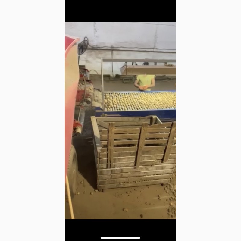 Фото 3. Продам товарну та насіннєву картоплю сорту: Гранада, Пікассо, Родріга