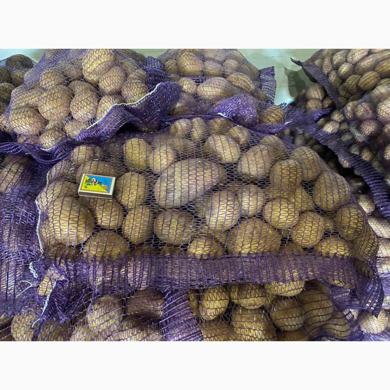Фото 5. Продам товарну та насіннєву картоплю сорту: Гранада, Пікассо, Родріга