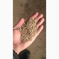 Продам жито (рожь)