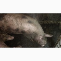 Продаются свиньи