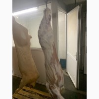Продам пів туші свині яловичину на постійній основі