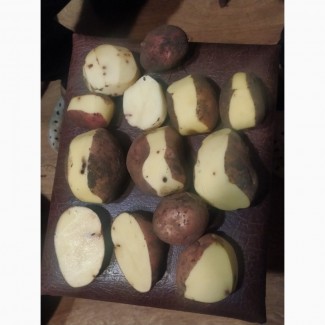 Бюджетна картопля сортів Бела Роса та Королева Ана