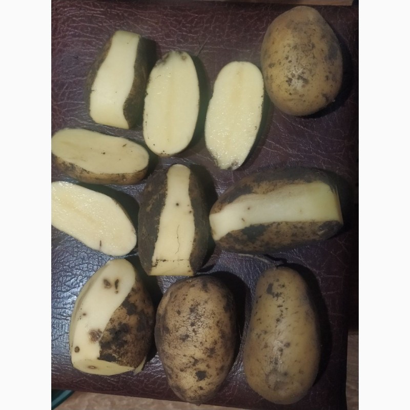 Фото 2. Бюджетна картопля сортів Бела Роса та Королева Ана