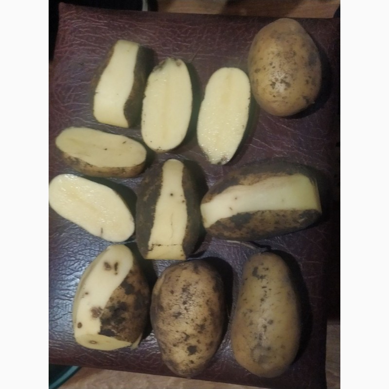Фото 3. Бюджетна картопля сортів Бела Роса та Королева Ана