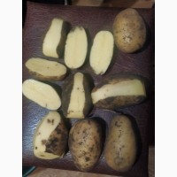 Бюджетна картопля сортів Бела Роса та Королева Ана