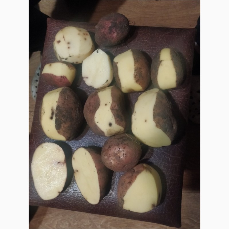 Фото 4. Бюджетна картопля сортів Бела Роса та Королева Ана