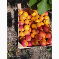 Продам молдавский абрикос