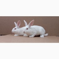 Продам кроликів Термонсьаа біла та Полтавське срібло