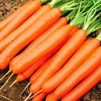 Морква товарну оптом, Черкаська область