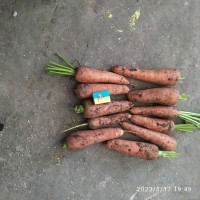 Продам Морковь КЕСЕНА