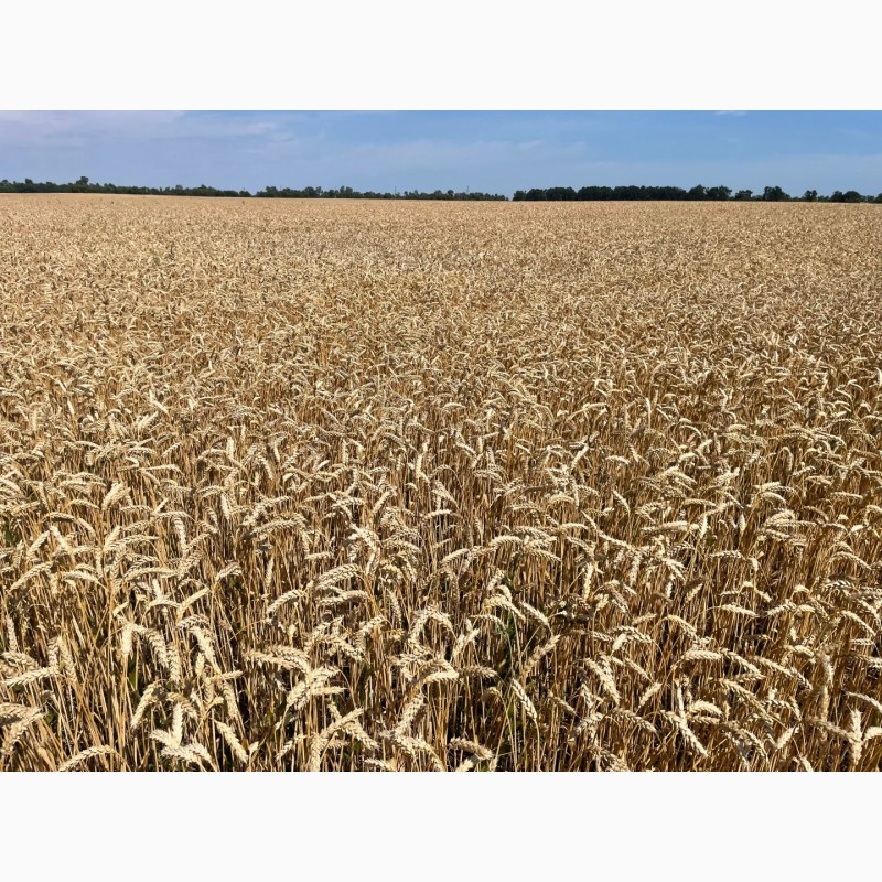 Фото 2. Насіння пшениці ярої Дубравка, супер еліта