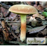 Куплю свіжий лісовий гриб моховик