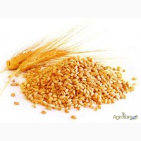 Оптом пшеница