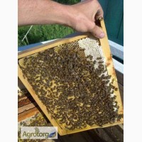 Продаються бджолопакети карпатської породи