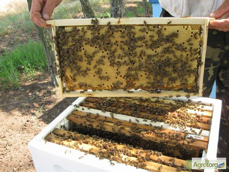 Фото 3. Продаються бджолопакети карпатської породи
