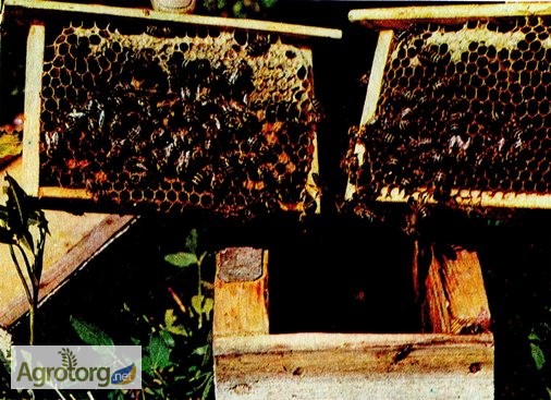 Фото 2. Пчелопакеты, бджолопакети можлива доставка